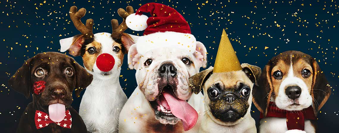 Wild Pawz Pet Products group-puppies-wearing-christmas-costumes